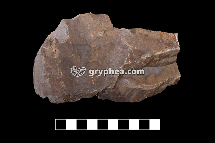 Schiste métamorphique (Brétignolles) - échantillon - gryphea.com